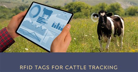 cow identification and tracking system using rfid|cow tracking.